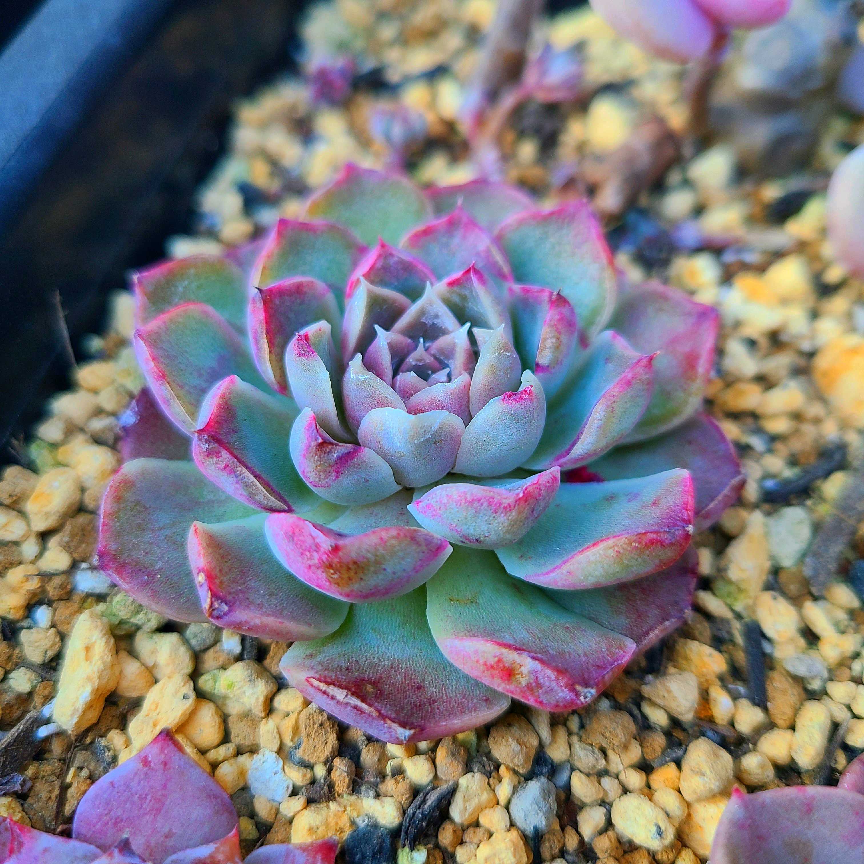 ヒアリナの成長記録💗✨｜🍀GreenSnap（グリーンスナップ）