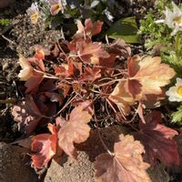 ヒューケラの画像