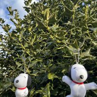 クリスマスローズ,西洋ヒイラギ,ヒイラギ,柊の木,クリスマスローズの蕾の画像