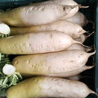 マーガレット,南天,10両(ヤブコウジ)の画像