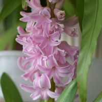 ヒヤシンスの画像