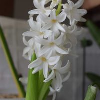 ヒヤシンスの画像