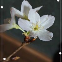 カーネーション,サクラ,サクラ,サクラ,スマホ撮影の画像