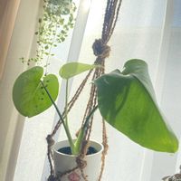 モンステラ,思いやり,窓辺の癒し,優しくなりたい,毎月2日はスヌーピーの日の画像