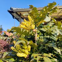 ヒイラギ,ヒイラギナンテン,ガーデニング,花のある暮らし,今日のお花の画像