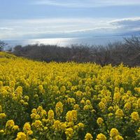 菜の花,菜の花,吾妻山公園の画像