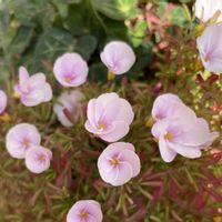 オキザリス,優しい気持ちの画像