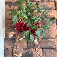 柊（ひいらぎ）,柊（ひいらぎ）,スワッグ,今日のお花,節分アレンジの画像