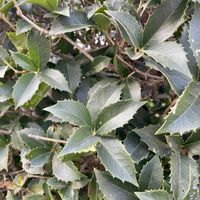 ヒイラギ,お月様,今日のお花,キュンキュン乙女倶楽部,お写ん歩の画像