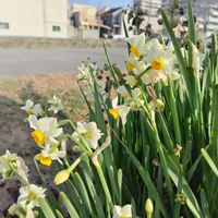 スイセン,イマソラ,キュンキュン乙女倶楽部,白い雲,いまそらの画像