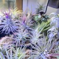 チランジア,エアプランツ,エアープランツ/チランジア,草友さんに大感謝の画像