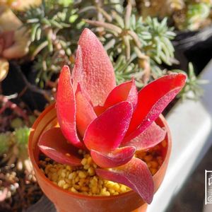 ひまつり,多肉植物,ベランダの画像