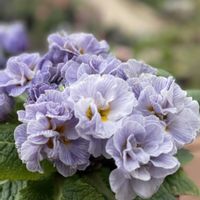 プリムラ,癒し,花のある暮らし,お花大好き♡,優しい気持ちの画像