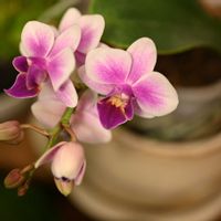 ミニ胡蝶蘭,ミナペルホネン,世田谷美術館の画像