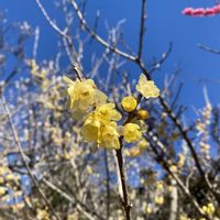 ロウバイの画像