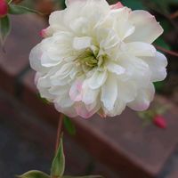 ミニバラ,ばら バラ 薔薇,マンションの花壇,月曜日にはバラをの画像