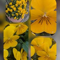 バラ,マーガレット,ビオラ,ビオラ,ビオラの画像