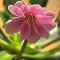 レウィシア,冬を楽しむ,室内栽培,花と暮らすの画像