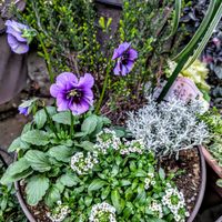 満月,君待ち,君待ち,寄せ植え,夕焼けの画像