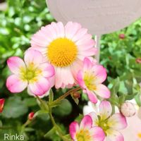 クモマグサ,イングリッシュデージー ロリポップ,꒰ღ˘◡˘ற꒱かわゅ~,落書き,にっこりの画像