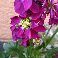 ストック,満月,寄せ植え,鉢植え,ガーデニングの画像