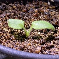 コノフィツム,リトープス,リトープス アルビニカ,ペラルゴニウム・アッペンディクラツム,コノフィツム ミニマム ウィッテベルゲンセの画像