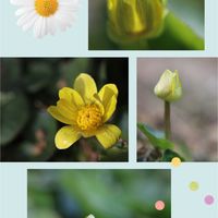 ウメ,ウメ,リュウキンカ,リュウキンカ,苔(コケ)の画像