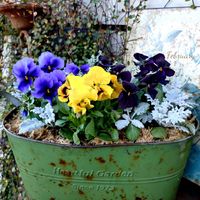 ビオラ,ビオラ　エボルベ,エボルベ　オーララ！,寄せ植え,可愛いの画像