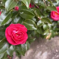 サザンカ,乙女椿,オトメツバキ,お出かけ先の画像