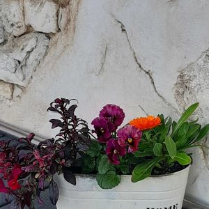 キンセンカ,ビオラ,キンギョソウ ブランルージュ,ビオラ ドレープシエナ,ナチュラルガーデンの画像