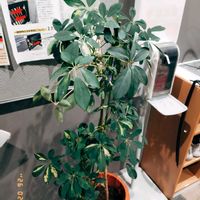 シェフレラ,シェフレラ・アンガスティフォリア,シェフレラ レナータ,シェフレラ・トリネッティ,シェフレラ(ホンコンカポック)の画像