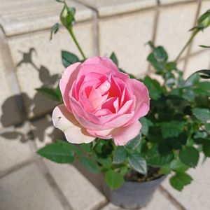 ミニバラの画像