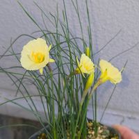 スイセン,水仙,球根,球根植物,花のある暮らしの画像