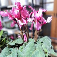 部屋の中,シクラメン大好き,いつも、いいね!ありがとうございます(*´`)♡,いつも見てくれてありがとうございます❣️の画像