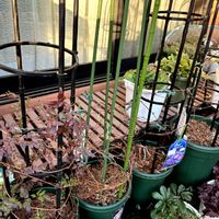 クレマチス,白万重,レベッカ,ピンクレディ,ディアマンティナの画像