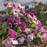 我が家の庭,花のある暮らしの画像