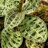 ジュエル・オーキッド,マコデス・ペトラ,アネクトキルス.シルバーシルク,アネクトキルス.レッドクラウド,マコデス.ペトラの花の画像