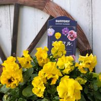 花のある暮らし,ミルフル,HTC,WEEKEND FLOWER,小さいものクラブの画像