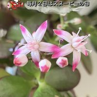花月,グリーンアドバイザー,園芸男子,アロマテラピーアドバイザー,マンション屋上の画像