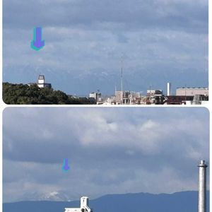 よく咲くスミレ・ミルクセーキ,PW シンプリーコーラル,サントリフラワーズ　ボンザマーガレット　レモンイエロー,サントリフラワーズ　セネッティラベンダーバイカラー,空を見上げての画像