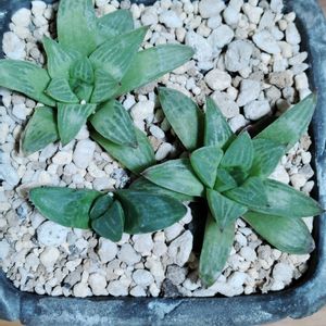 ハオルチア,レツーサ,エメラルドフラッシュ,育成ライト,多肉植物の画像