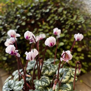 シクラメン,原種シクラメン,原種シクラメン,原種シクラメン コウム,実生の画像