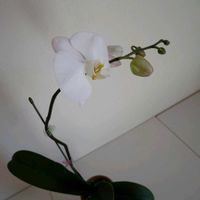 胡蝶蘭,鉢植え,花のある暮らし,花のある生活,GS映えの画像