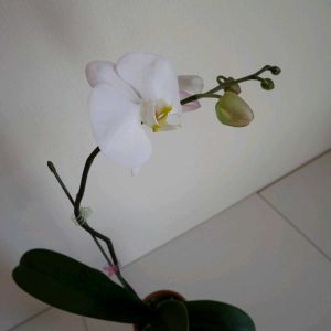 胡蝶蘭,鉢植え,花のある暮らし,花のある生活,GS映えの画像