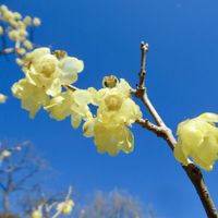 ウメ,ウメ,ウメ,ロウバイ,昭和記念公園の画像