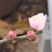 ボケ,アスパラガス,アスパラガス,オキザリス　シンデレラムーン,オキザリス　シンデレラムーンの画像