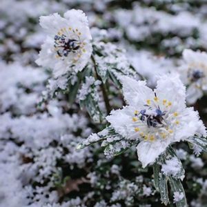 サボテン,サボテン,セツブンソウ,セツブンソウ(節分草),セツブンソウ(節分草)の画像