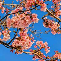 アジサイ,菜の花,カタバミ,カワヅザクラ,ユリカモメ♡の画像