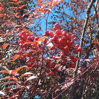 カネノナルキ,カネノナルキ,デンドロビウム,デンドロビウム,ナンテンの画像