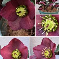 ゼラニウム,オモトの実,ｸﾘｽﾏｽﾛｰｽﾞ,ｾﾞﾗﾆｳﾑ,ｵﾓﾄの実の画像